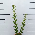 Vtáčí zob obyčajný (Ligustrum Vulgare) ´ATROVIRENS´ - výška 40-60 cm, kont. C2L